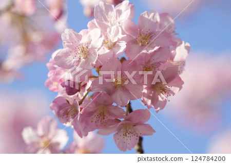 盛開的河津櫻花在藍天白雲下，沐浴在初春的陽光 124784200