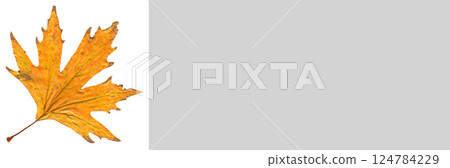 Sycamore autumn leaf, autumn leaf of plane tree different colors, isolated on white background 124784229