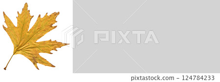 Sycamore autumn leaf, autumn leaf of plane tree different colors, isolated on white background 124784233