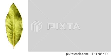 Daphne leaf, bay leaf, Laurus nobilis leaf, isolated on white background Daphne leaf, bay leaf, Laurus nobilis leaf, isolated on white background 124784415