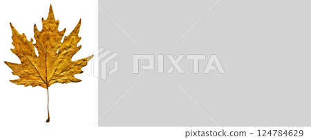 Sycamore autumn leaf, autumn leaf of plane tree different colors, isolated on white background 124784629