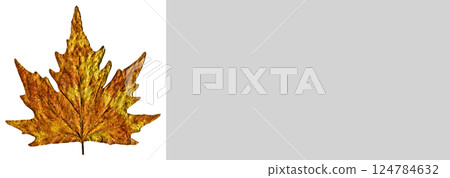 Sycamore autumn leaf, autumn leaf of plane tree different colors, isolated on white background 124784632