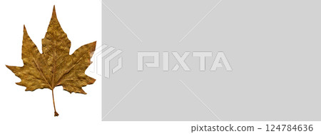 Sycamore autumn leaf, autumn leaf of plane tree different colors, isolated on white background 124784636