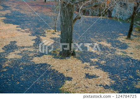 Fallen leaves of ginkgo 2 124784725