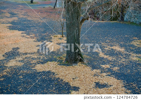Fallen ginkgo leaves 1 124784726