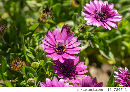 春天，骨子草花開得很燦爛 124784741