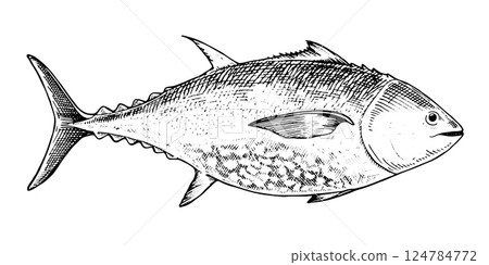 Vector illustration of a tuna fish in black and white. Hand drawn sketch with vintage engraving details, showcasing its profile. Ideal for seafood packaging, sushi menus, and culinary designs 124784772