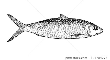 Vector illustration of a herring fish in black and white. This hand drawn sketch features detailed engraving. Perfect for seafood packaging, culinary designs and marine themes 124784775