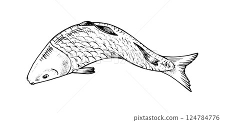 Vector illustration of a swimming fish in top view. This hand drawn sketch in black and white features intricate line art, perfect for seafood packaging and nature themed designs 124784776