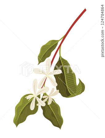 Branch of Coffee Plant with flowers Vector illustration Branch of Coffee Plant with flowers Vector illustration 124784864