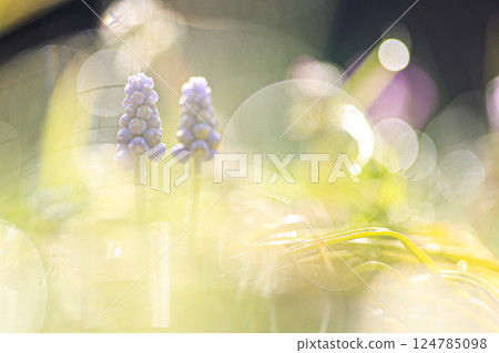 Muscari 124785098