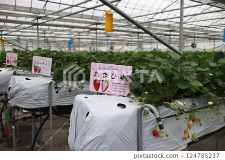 溫室種植的草莓 124785237