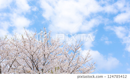 Cherry blossoms, Yoshino cherry blossoms, blue sky image 124785412