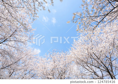 Cherry blossoms, Yoshino cherry blossoms, blue sky image Cherry blossoms, Yoshino cherry blossoms, blue sky image 124785416