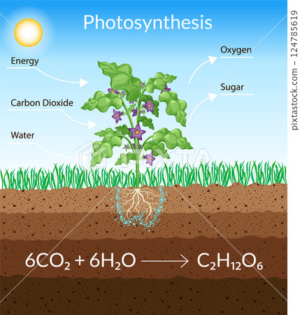 Photosynthesis process. Tree produce oxygen using rain and sun. Diagram showing process of photosynthesis in plant. Colorful biology scheme for education in flat style 124785619