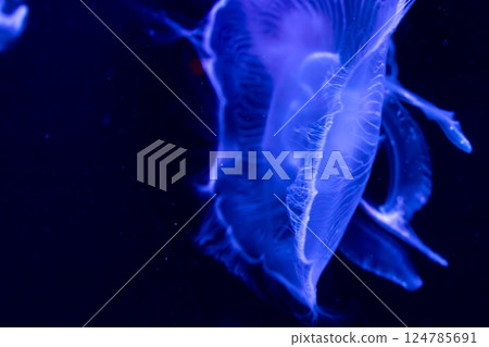 A close-up of a glowing blue jellyfish (a mysterious underwater creature) A close-up of a glowing blue jellyfish (a mysterious underwater creature) 124785691