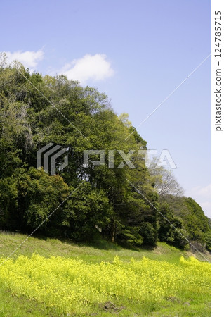 Nara Asukaji: Rape flower fields and blue skies 124785715