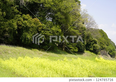 Nara Asukaji: Rape flower fields and blue skies 124785716