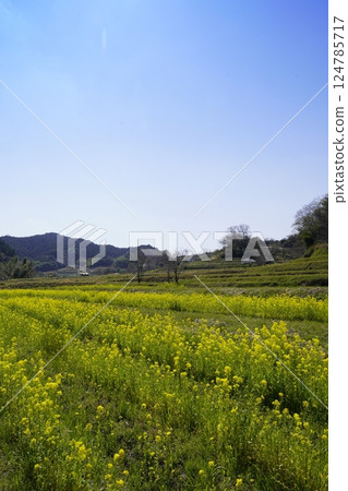Nara Asukaji: Rape flower fields and blue skies 124785717