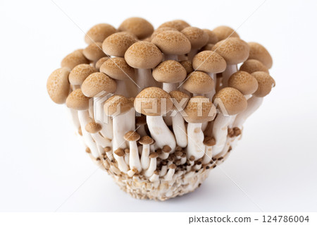 Bunashimeji 124786004