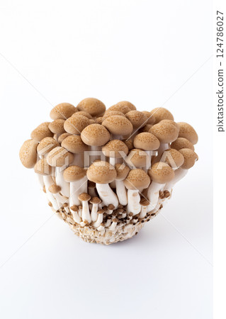 Bunashimeji 124786027