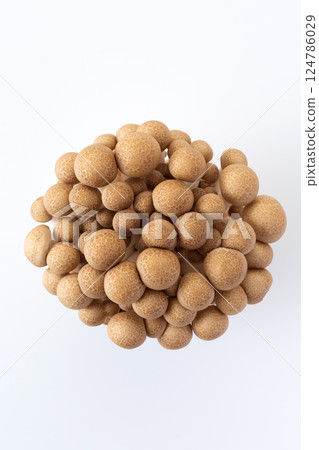 Bunashimeji 124786029