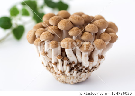 Bunashimeji 124786030