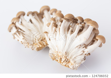 Bunashimeji 124786032