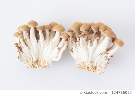 Bunashimeji 124786033