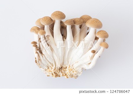 Bunashimeji 124786047