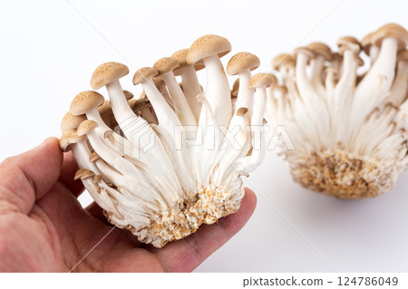 Bunashimeji 124786049