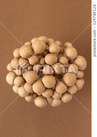 Bunashimeji 124786128