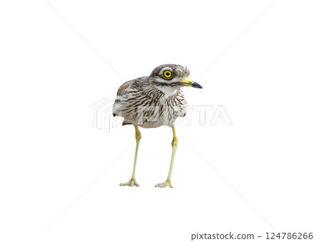 The stone curlew In the natural habitat 124786266