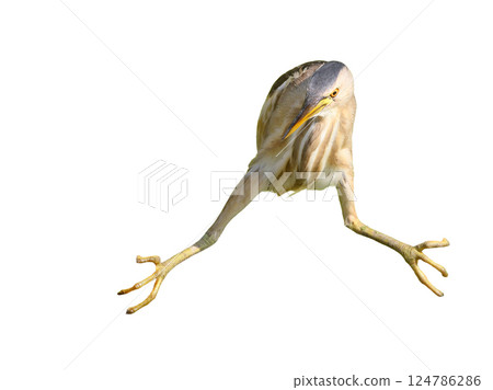 Female little bittern hunting in funny pose 124786286