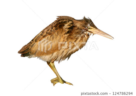 Young little bittern hunting on the water isolated on white background 124786294