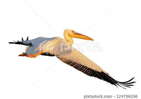 White pelican flight toward sunrise 124786296