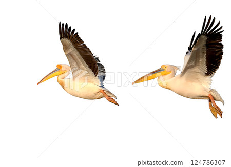 About the life of white pelicans 124786307