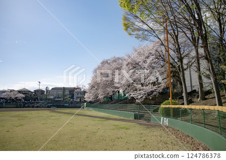 Sakura in full bloom that shines in the blue sky of spring 124786378