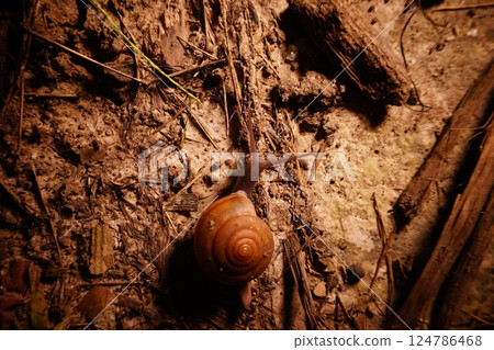 Snail in leaf with tropical . Snail on dry leaf. slow animals 124786468