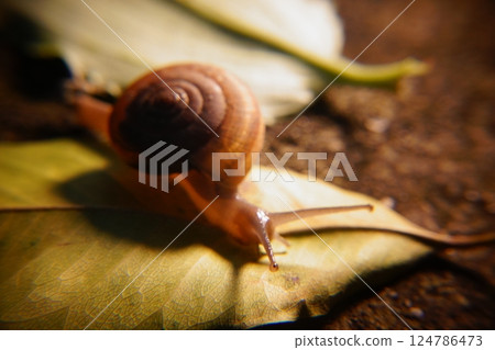 Snail in leaf with tropical . Snail on dry leaf. slow animals 124786473