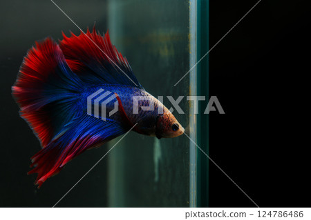 Betta, aqua blue and red color. Siamese fighting fish on dark background. 124786486