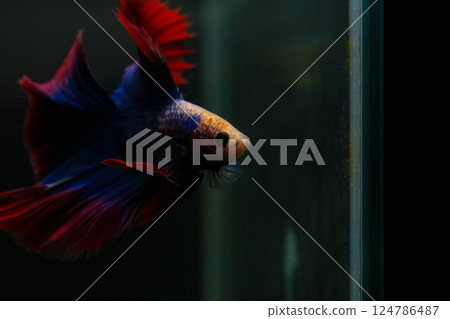Betta, aqua blue and red color. Siamese fighting fish on dark background. 124786487