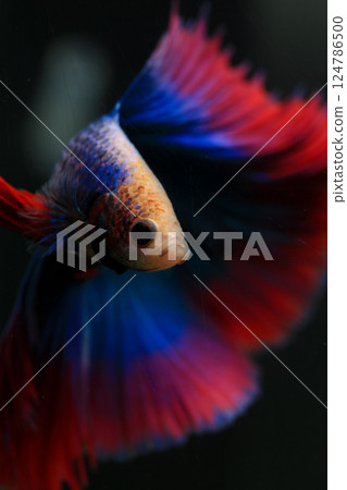 Betta, aqua blue and red color. Siamese fighting fish on dark background. Betta, aqua blue and red color. Siamese fighting fish on dark background. 124786500