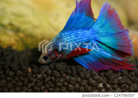 Betta, aqua blue and red color. Siamese fighting fish on dark background. 124786507