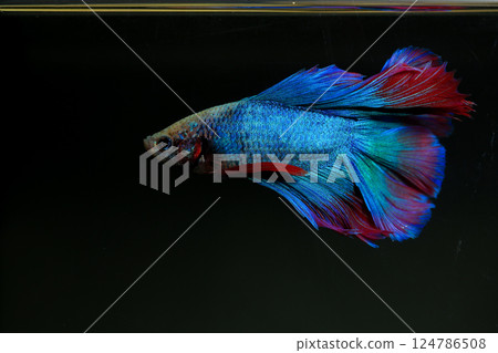 Betta, aqua blue and red color. Siamese fighting fish on dark background. 124786508