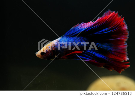 Betta, aqua blue and red color. Siamese fighting fish on dark background. 124786513