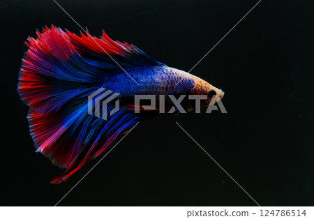 Betta, aqua blue and red color. Siamese fighting fish on dark background. Betta, aqua blue and red color. Siamese fighting fish on dark background. 124786514
