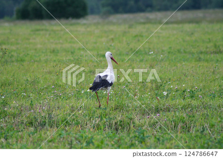 Graceful white stork standing on a green meadow in the silence of nature 124786647