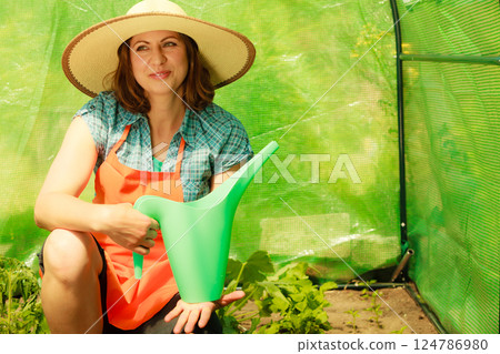 Woman watering green tomato plants in greenhouse 124786980