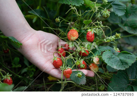 Hands picking ripe strawberries in a lush garden during a sunny day, surrounded by vibrant green leaves, highlighting the joy of harvesting fresh produce 124787093